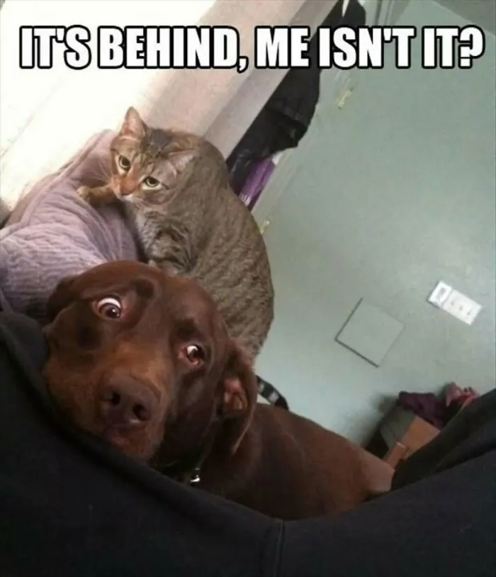 79 Funny Animal Memes To Turn Your Day Around