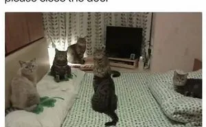 79 Funny Animal Memes To Turn Your Day Around