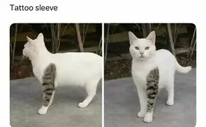 79 Funny Animal Memes To Turn Your Day Around