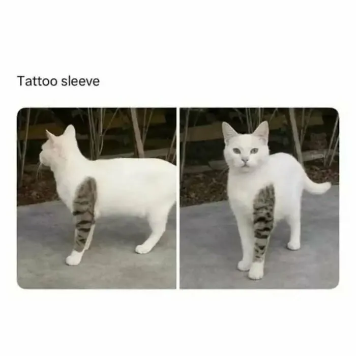 79 Funny Animal Memes To Turn Your Day Around