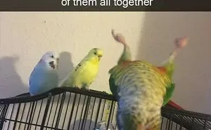 79 Funny Animal Memes To Turn Your Day Around