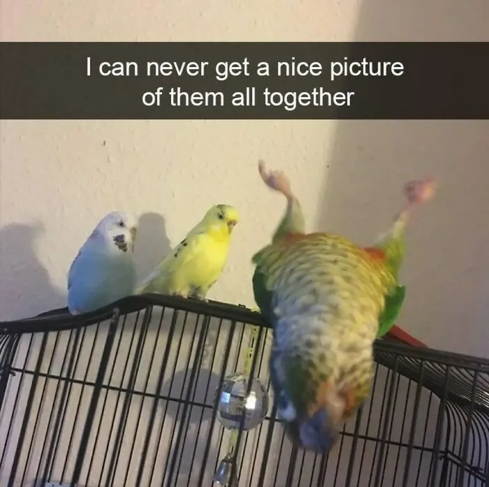 Funny-Silly-Animal-Memes
