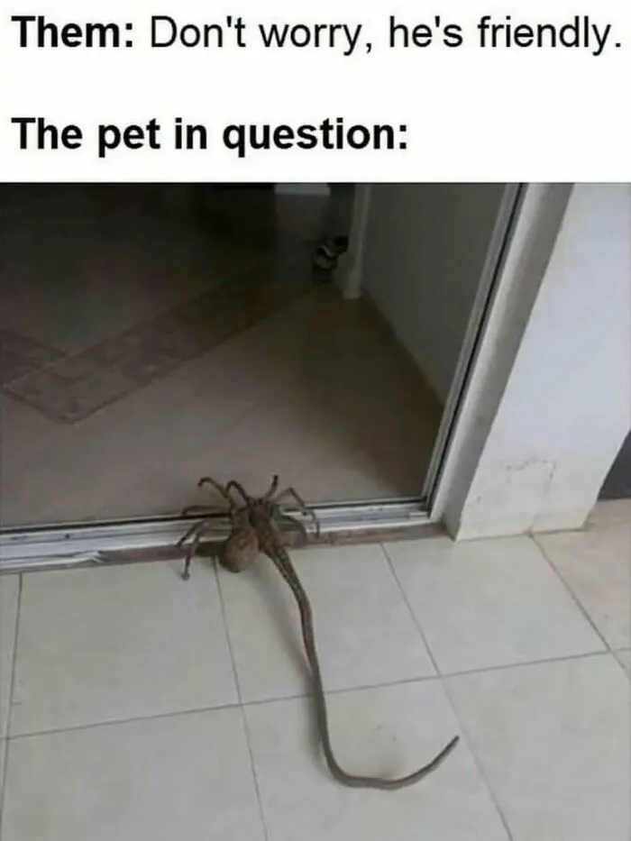 Funny-Silly-Animal-Memes