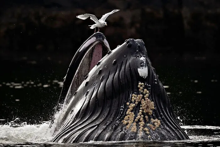 Edge Of The Feast By Michelle Valberg, Photographer Of The Year (Professional)