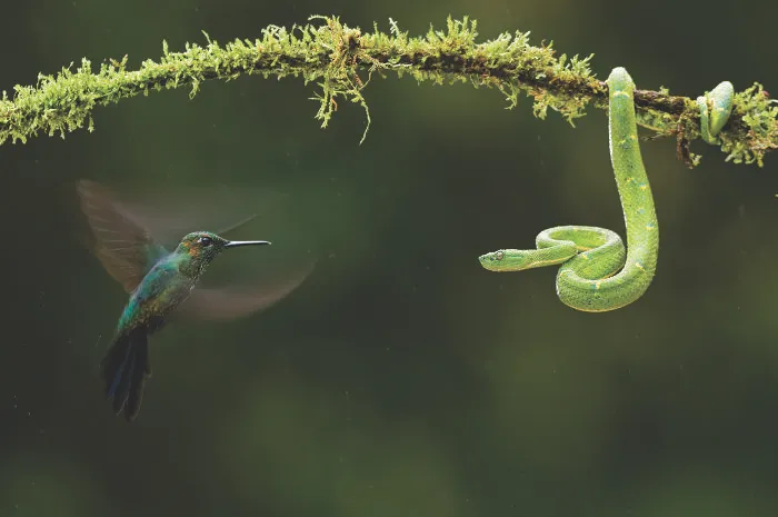 Wildlife, 1st Place: Eye To Eye By Bence Máté