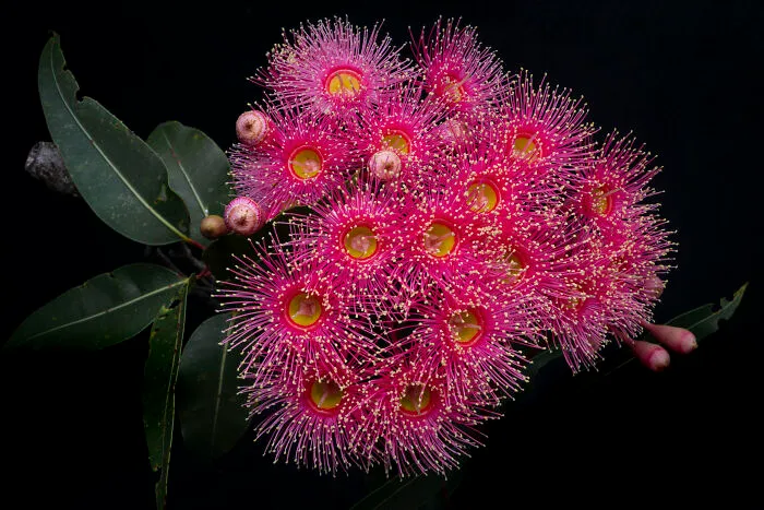 Open Color, Honorable Mention: Firework Flowers By Heather Smith