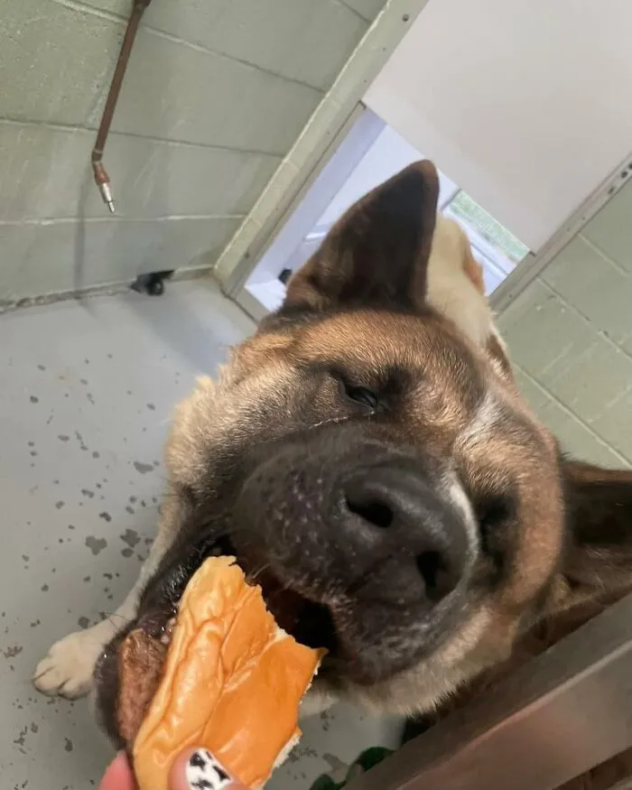 This Shelter Treats Its Dogs To Hamburgers, And Here Are 44 Pics Showing Their Reactions