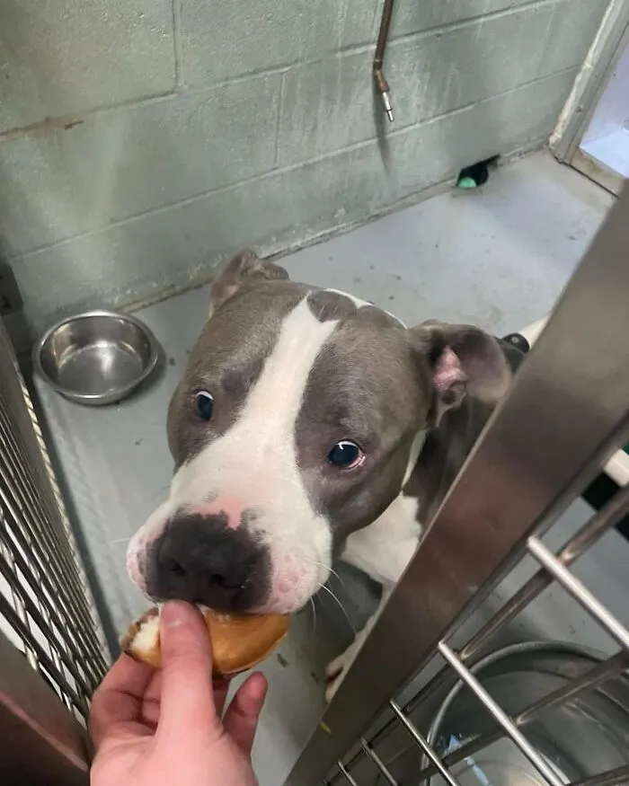 This Shelter Treats Its Dogs To Hamburgers, And Here Are 44 Pics Showing Their Reactions