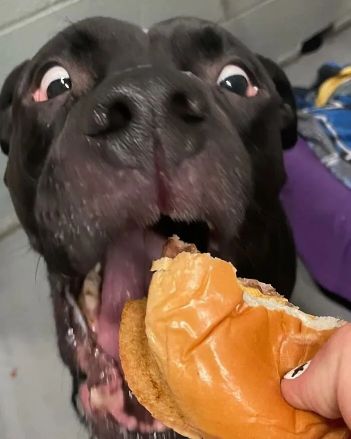 This Shelter Treats Its Dogs To Hamburgers, And Here Are 44 Pics Showing Their Reactions