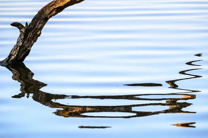 A minimalist photography of a tree branch reflected on the calm, rippling surface of water, highlighting simplicity.