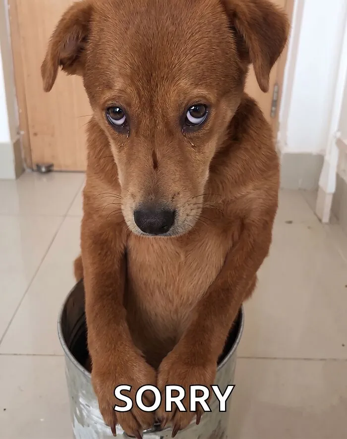 I Get Paid To Write Apologies