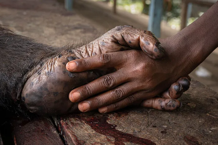 Beyond The Image – A Journey From Photography To Conservation By Gerard Carbonell