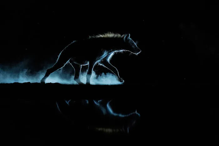 Wildlife, 2nd Place: Ghost Of The Savannah