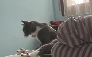 77 Confusing "Cats Out Of Context" Photos That Somehow Get Funnier The Longer You Look