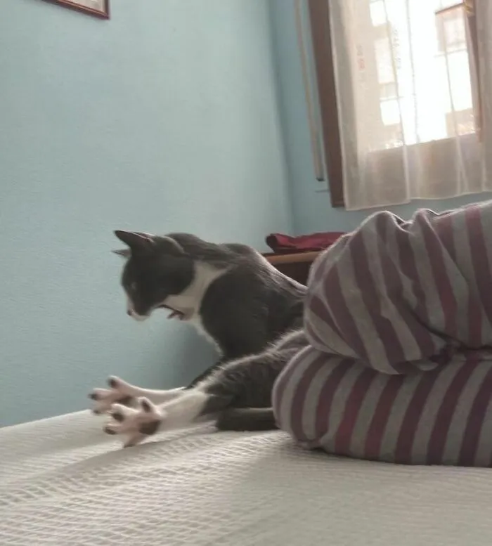 77 Confusing "Cats Out Of Context" Photos That Somehow Get Funnier The Longer You Look