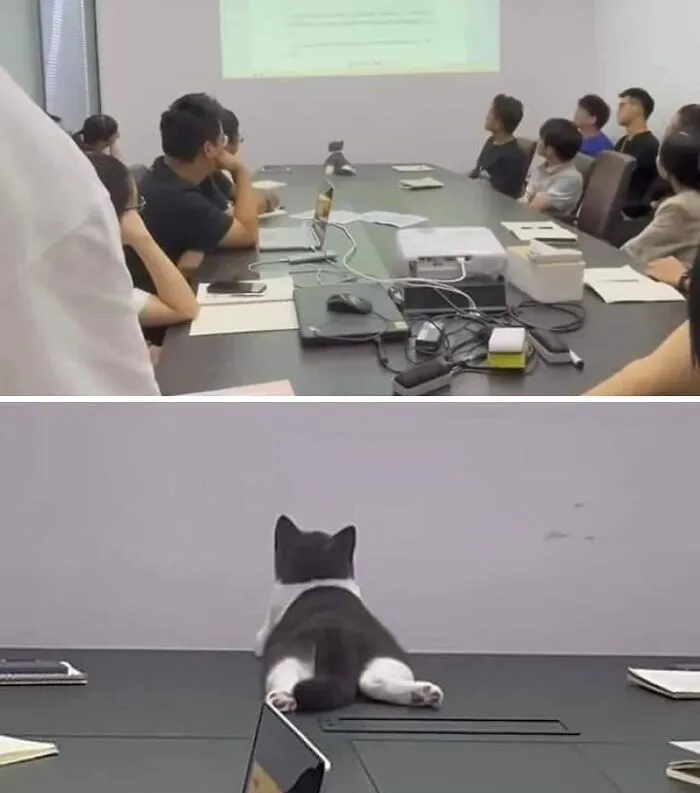77 Confusing "Cats Out Of Context" Photos That Somehow Get Funnier The Longer You Look
