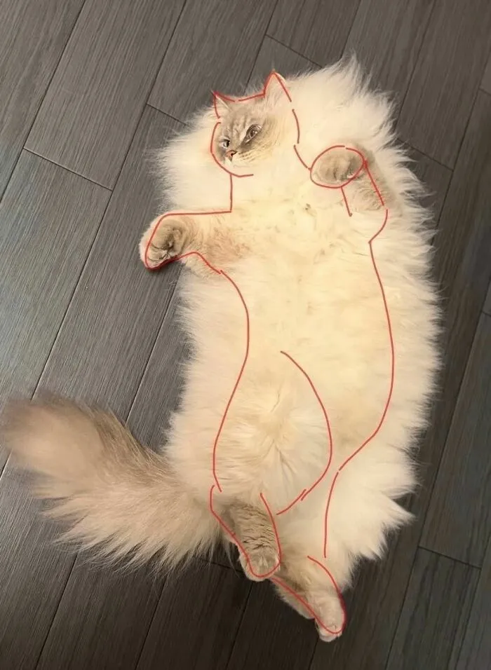 77 Confusing "Cats Out Of Context" Photos That Somehow Get Funnier The Longer You Look