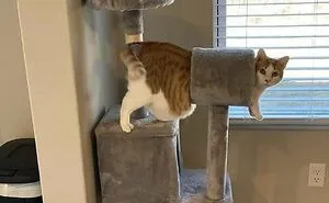 77 Confusing "Cats Out Of Context" Photos That Somehow Get Funnier The Longer You Look