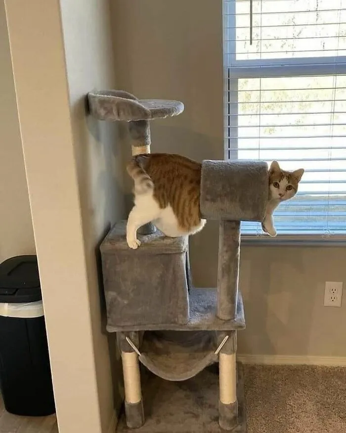 Silly-Cats-Out-Of-Context