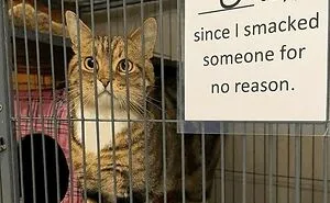 77 Confusing "Cats Out Of Context" Photos That Somehow Get Funnier The Longer You Look