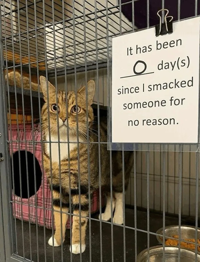 Silly-Cats-Out-Of-Context