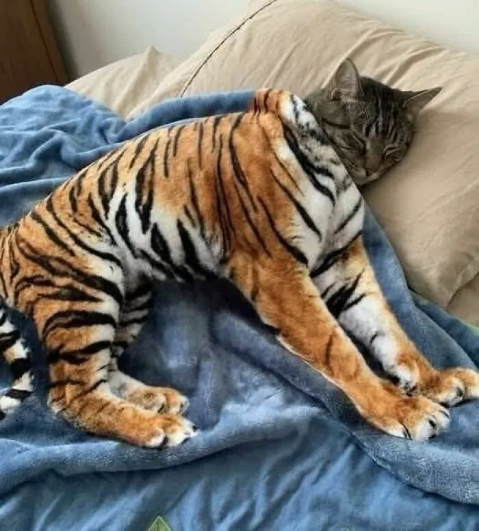 77 Confusing "Cats Out Of Context" Photos That Somehow Get Funnier The Longer You Look