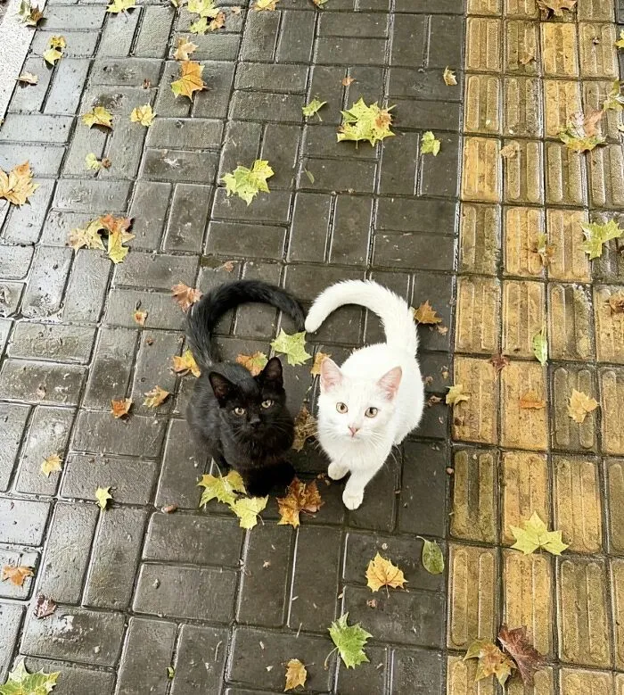 77 Confusing "Cats Out Of Context" Photos That Somehow Get Funnier The Longer You Look
