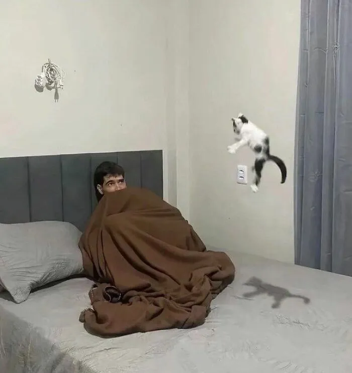 Silly-Cats-Out-Of-Context