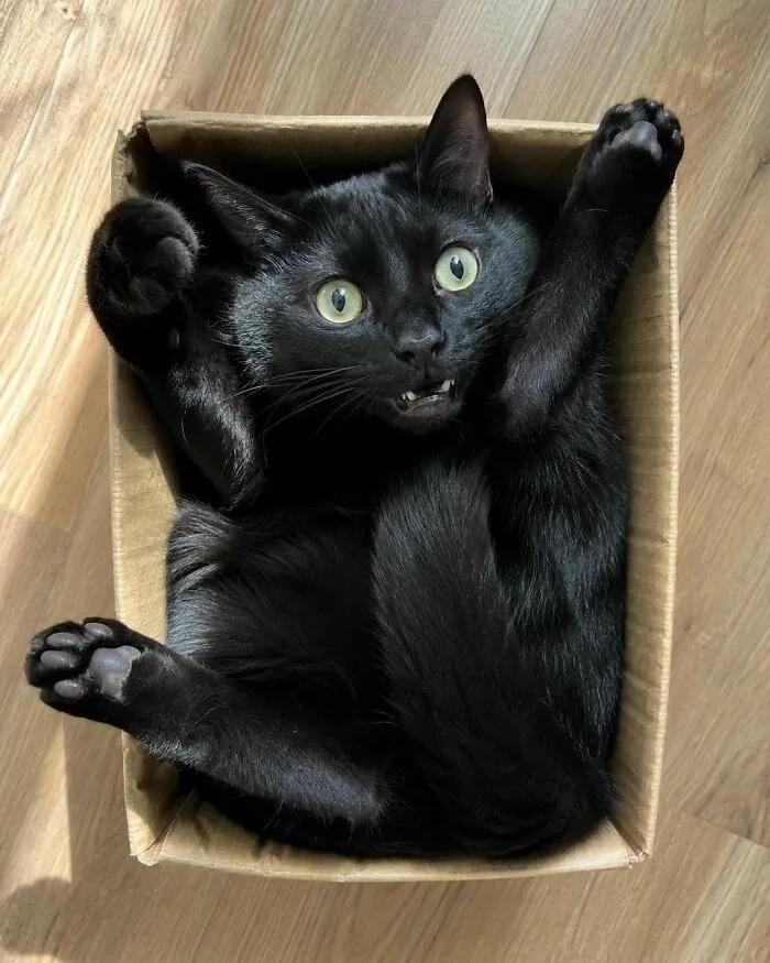 77 Confusing "Cats Out Of Context" Photos That Somehow Get Funnier The Longer You Look