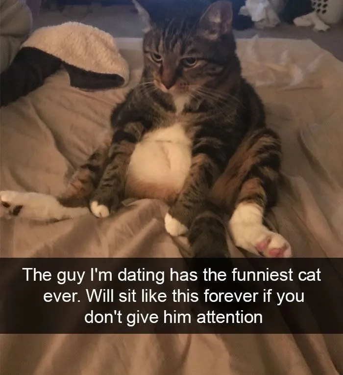 77 Confusing "Cats Out Of Context" Photos That Somehow Get Funnier The Longer You Look