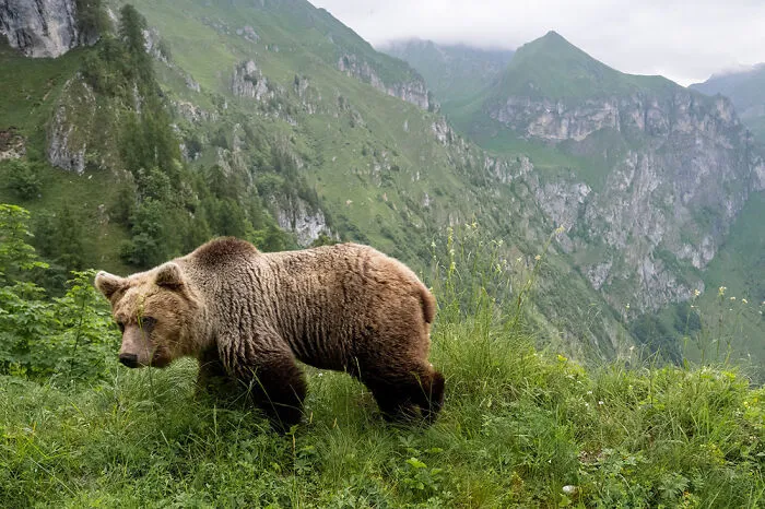 Five Years With The Bears Of Trentino By Horst Eberhöfer