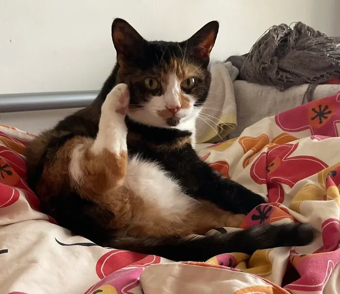 I’m On The Phone! Do You Mind? British Cat