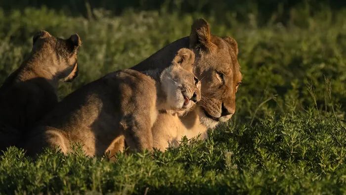 Wildlife, Honorable Mention: Lion Cub Love You By Willem Kruger