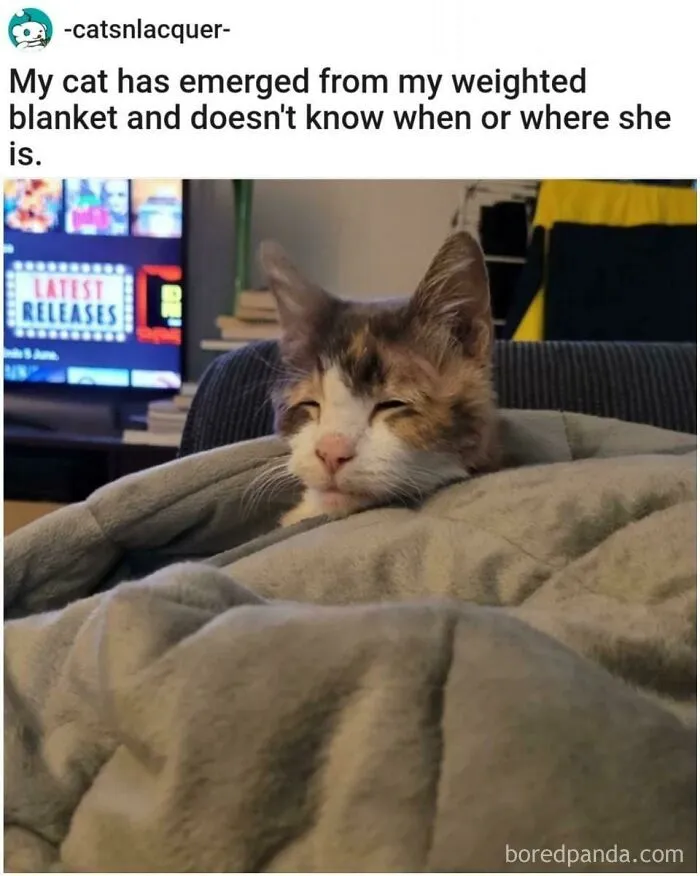 97 Hilarious, Wholesome And Adorable Animal Moments Perfectly Turned Into Memes
