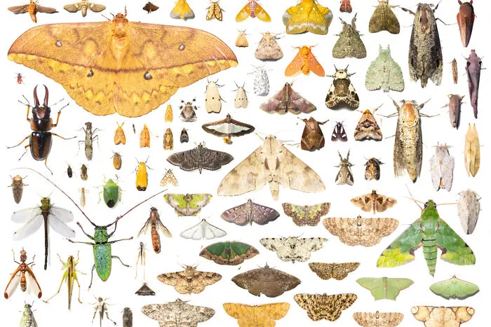 Stories Of The Forest Keepers By Michiel Van Noppen