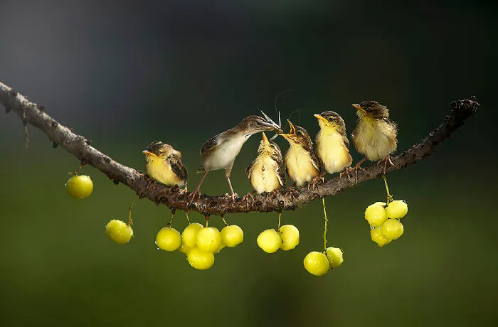 Birds, Honorable Mention: Mother's Love By Dikye Ariani