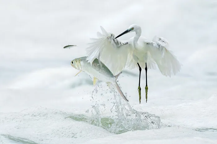Birds, 1st Place: Pass By By Xiaoping Lin