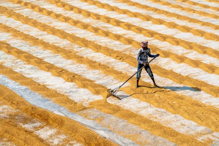 “Paddy Rice Processing Worker” By Saurabh Sirohiya