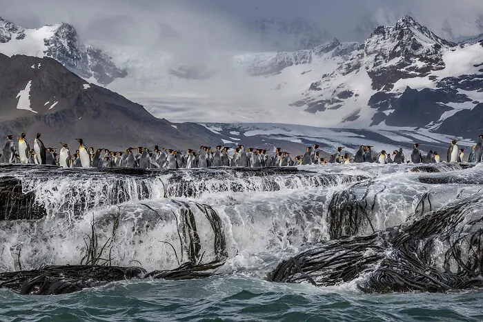 Standing Tall By Michelle Valberg, Wildlife Category Winner (Professional)