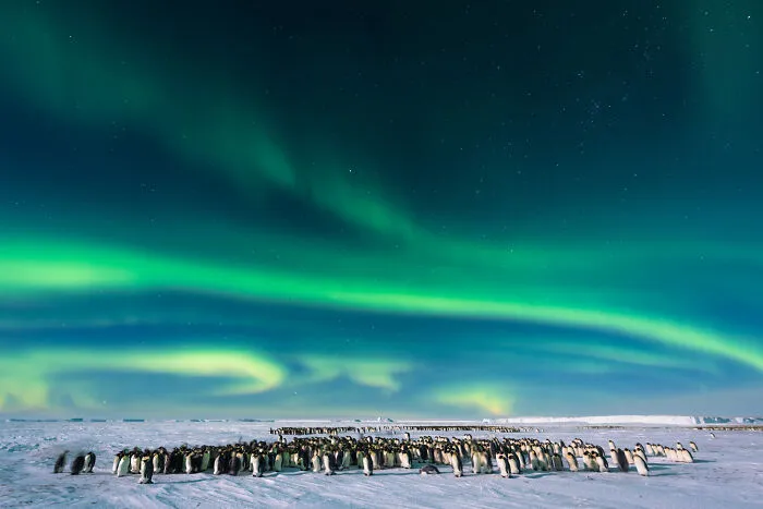Penguin Love II – The Return Of The Emperors By Stefan Christmann