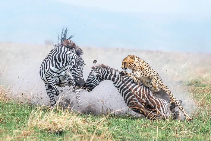 Wildlife, Honorable Mention: Those Last Seconds By Alex Brackx