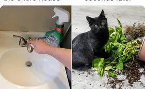 These 50 Memes Shared By This Page Capture The Wonderful Chaos Of Living With A Cat