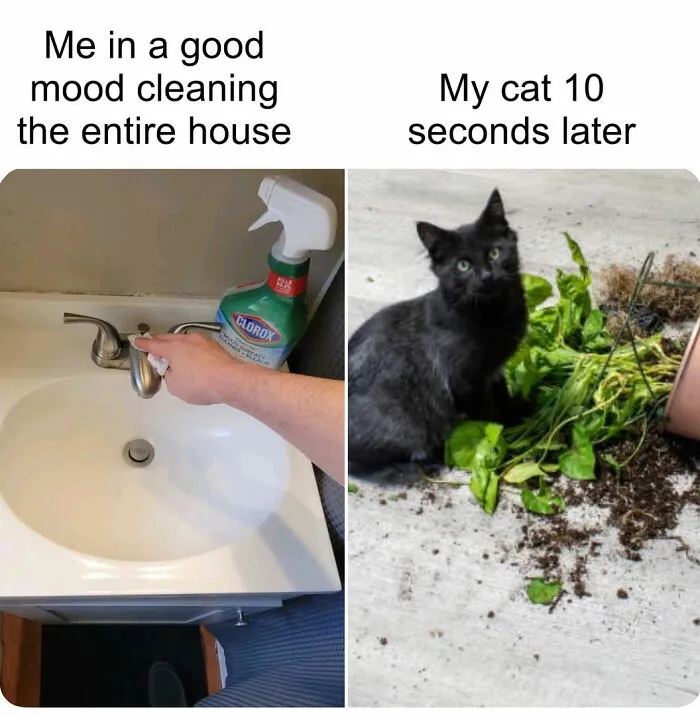 This Instagram Page With Over 2 Million Followers Proves Cats Are Basically Furry Comedians (40 Pics)