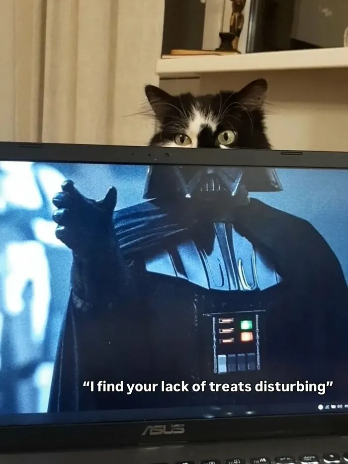 These 50 Memes Shared By This Page Capture The Wonderful Chaos Of Living With A Cat