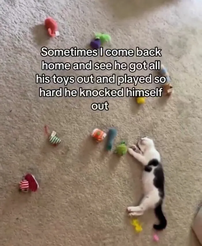 These 50 Memes Shared By This Page Capture The Wonderful Chaos Of Living With A Cat