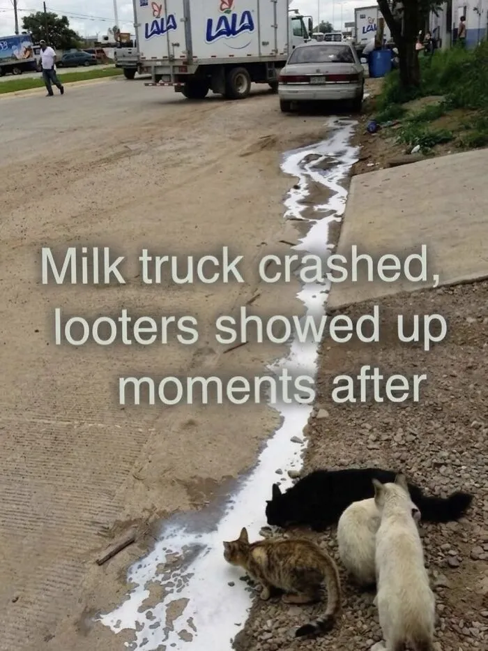 These 50 Memes Shared By This Page Capture The Wonderful Chaos Of Living With A Cat