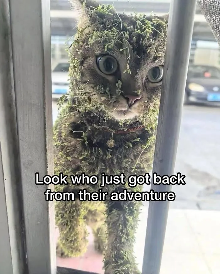 These 50 Memes Shared By This Page Capture The Wonderful Chaos Of Living With A Cat