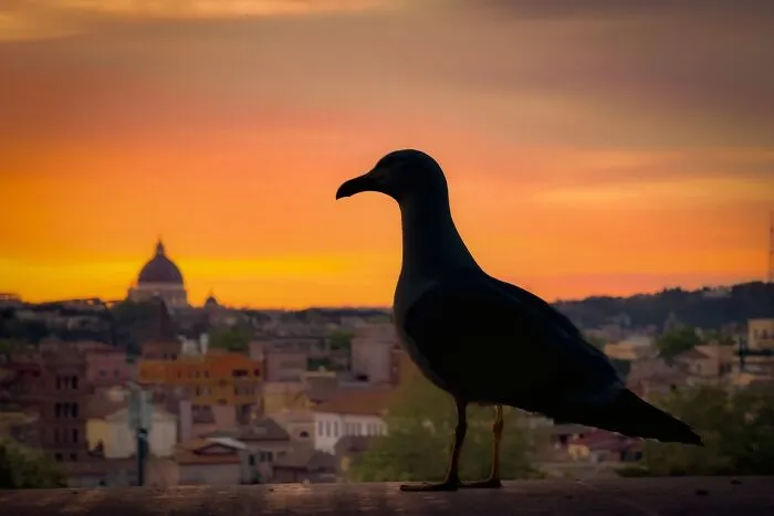 This Photographer Captures People, Animals, And Places In Stunning Light And Unique Angles (49 Pics)