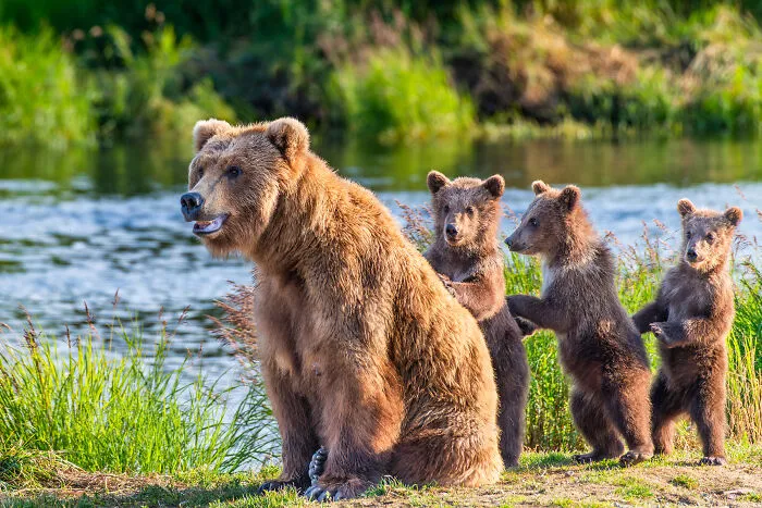 Wildlife, Honorable Mention: High Alert By Tom Fenske