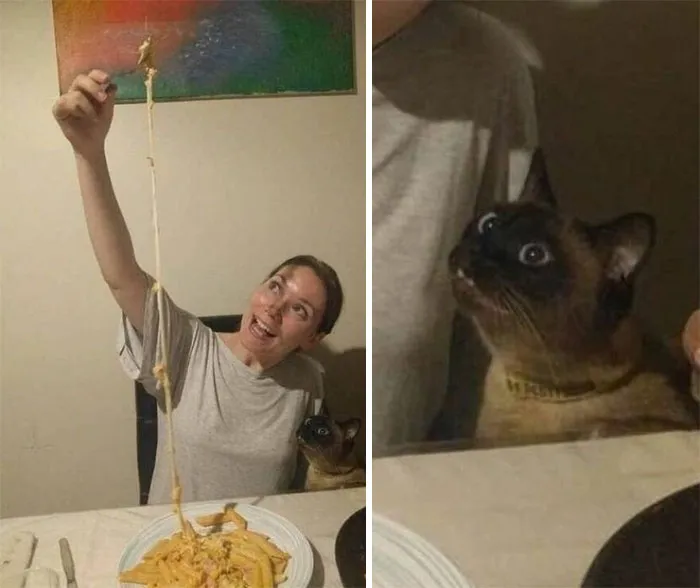 77 Confusing "Cats Out Of Context" Photos That Somehow Get Funnier The Longer You Look